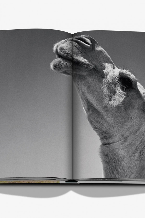 Книга Camels from Saudi Arabia (classic)
