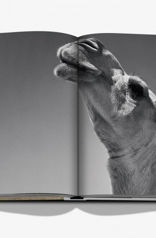 Книга Camels from Saudi Arabia (classic) ,  арт. 9781649803672 купить в интернет-магазине