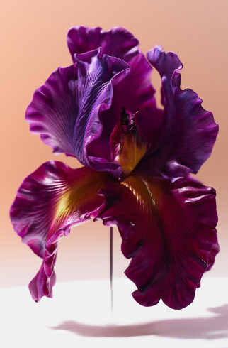 Брошь Ирис, лиловый , лиловый, арт. 21493482 купить в интернет-магазине