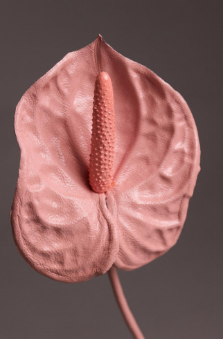 Брошь Антуриум, розовый , Розовый, арт. 36473656 купить в интернет-магазине